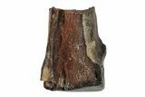 Fossil Ceratopsian Dinosaur Tooth - Judith River Formation #260330-1